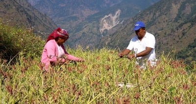 रैथाने बाली कोदो घरेलु मदिरा मात्र बनाउन ठिक्क 